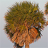 Key Biscayne Palm Tree